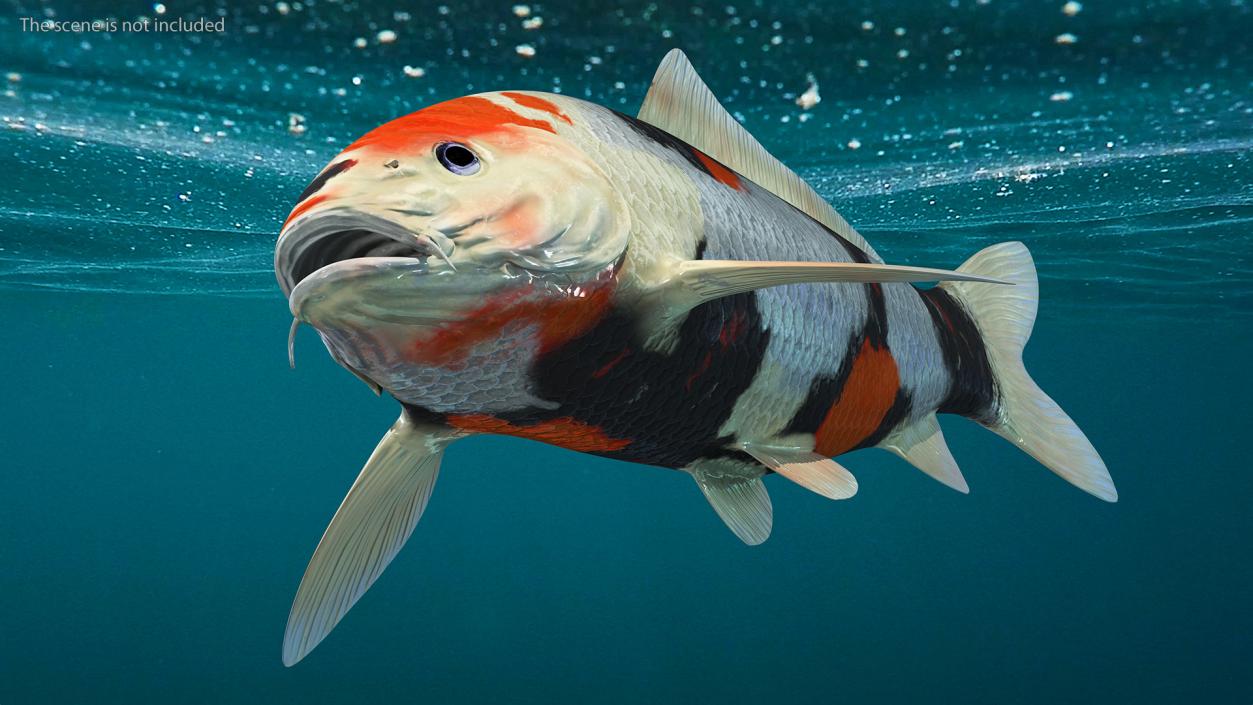 3D Harivake Koi Fish Rigged for Cinema 4D model