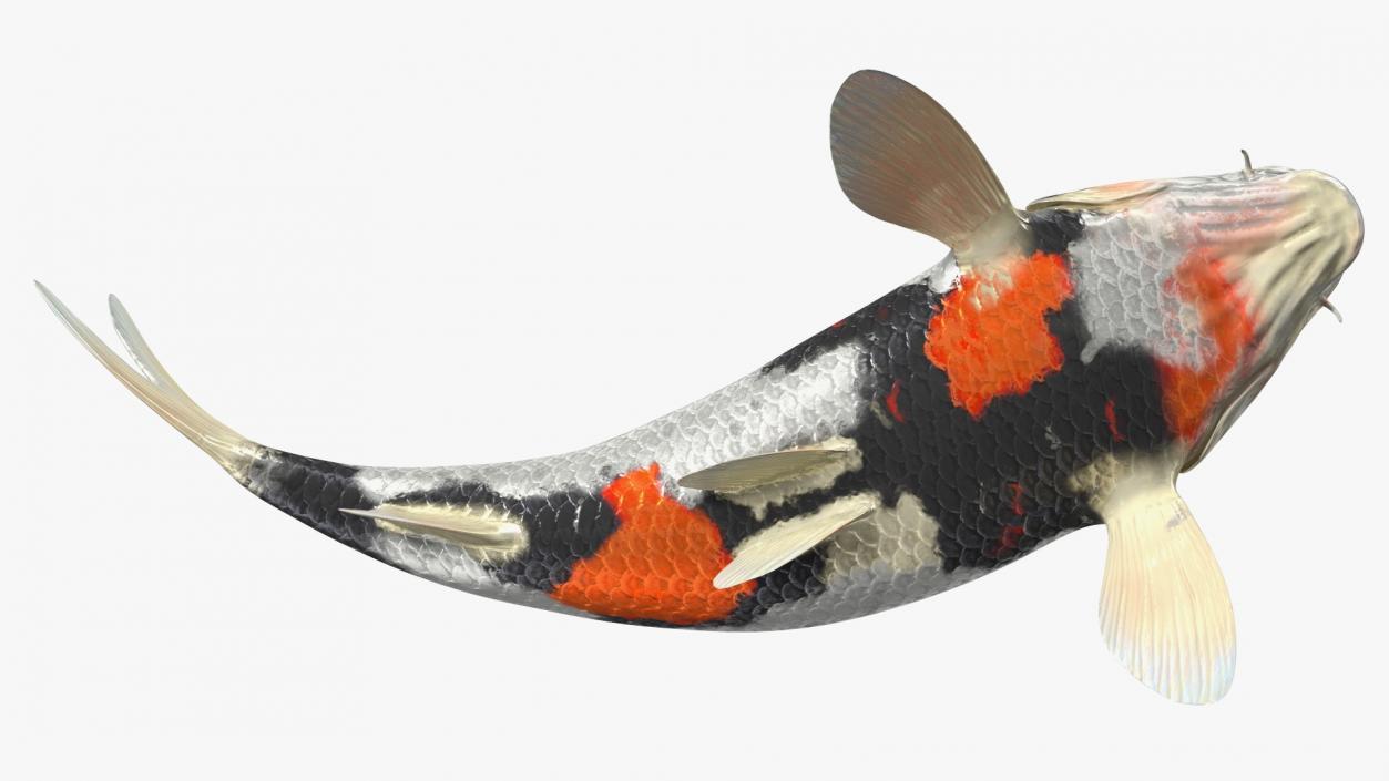 3D Harivake Koi Fish Rigged for Cinema 4D model