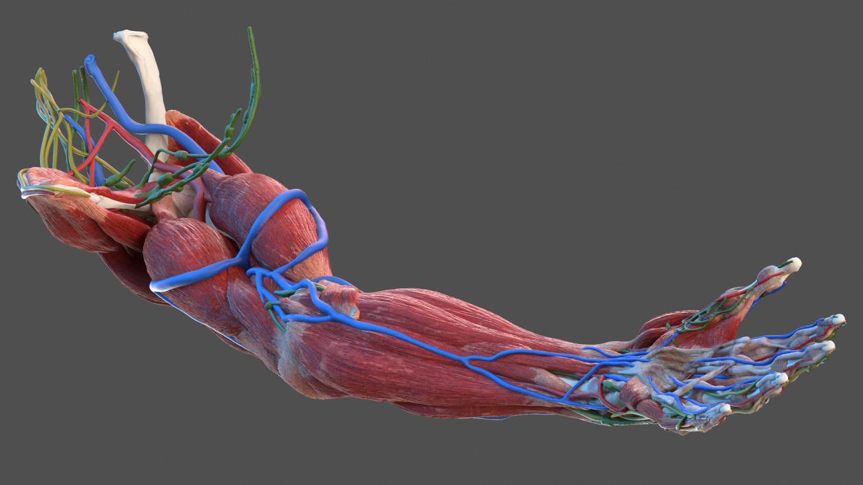 3D model Male Arm Full Anatomy and Skin
