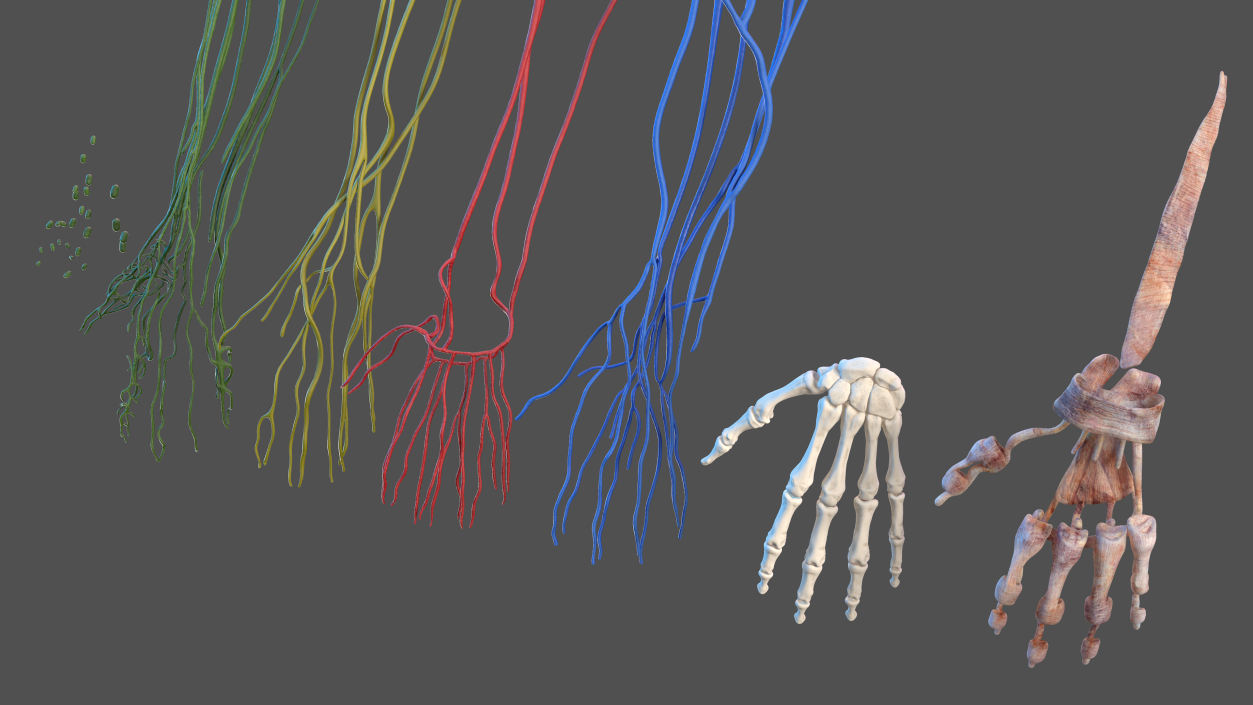 3D model Male Arm Full Anatomy and Skin