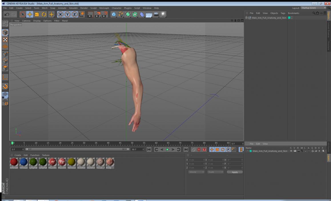 3D model Male Arm Full Anatomy and Skin