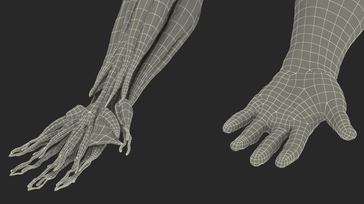 3D model Male Arm Full Anatomy and Skin