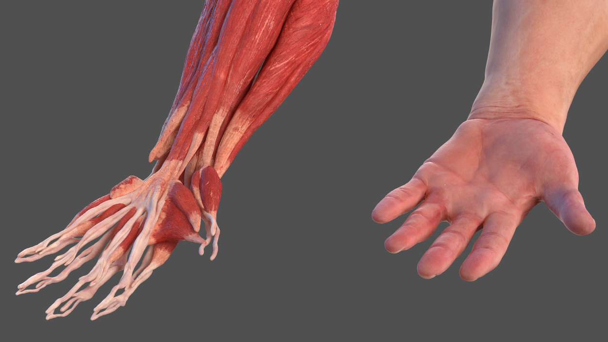 3D model Male Arm Full Anatomy and Skin