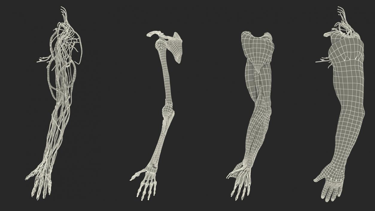 3D model Male Arm Full Anatomy and Skin