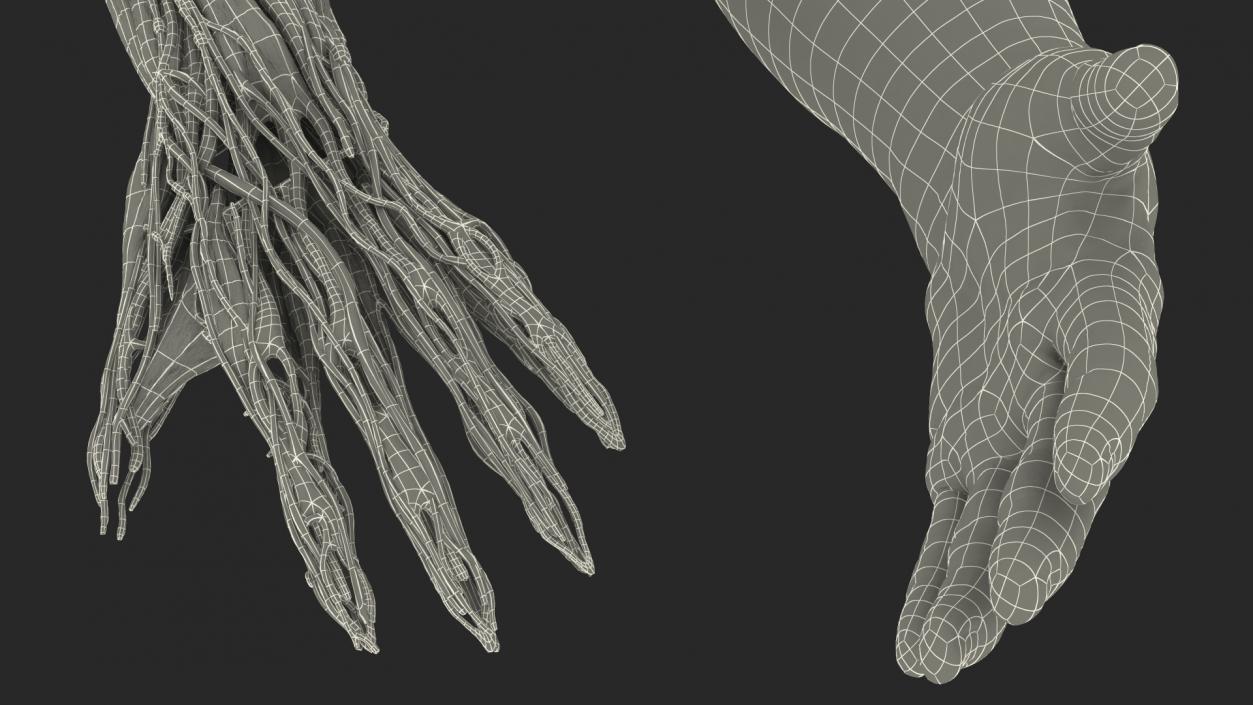 3D model Male Arm Full Anatomy and Skin