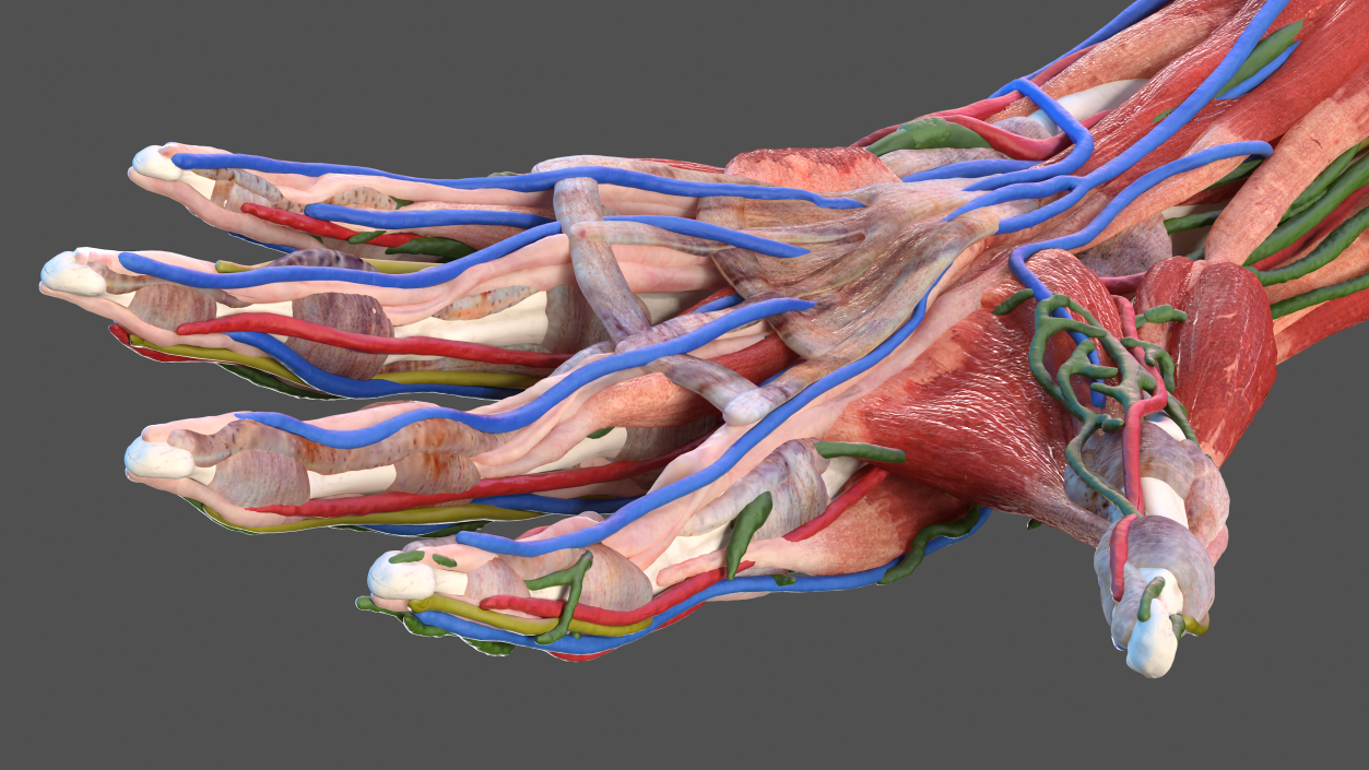 3D model Male Arm Full Anatomy and Skin