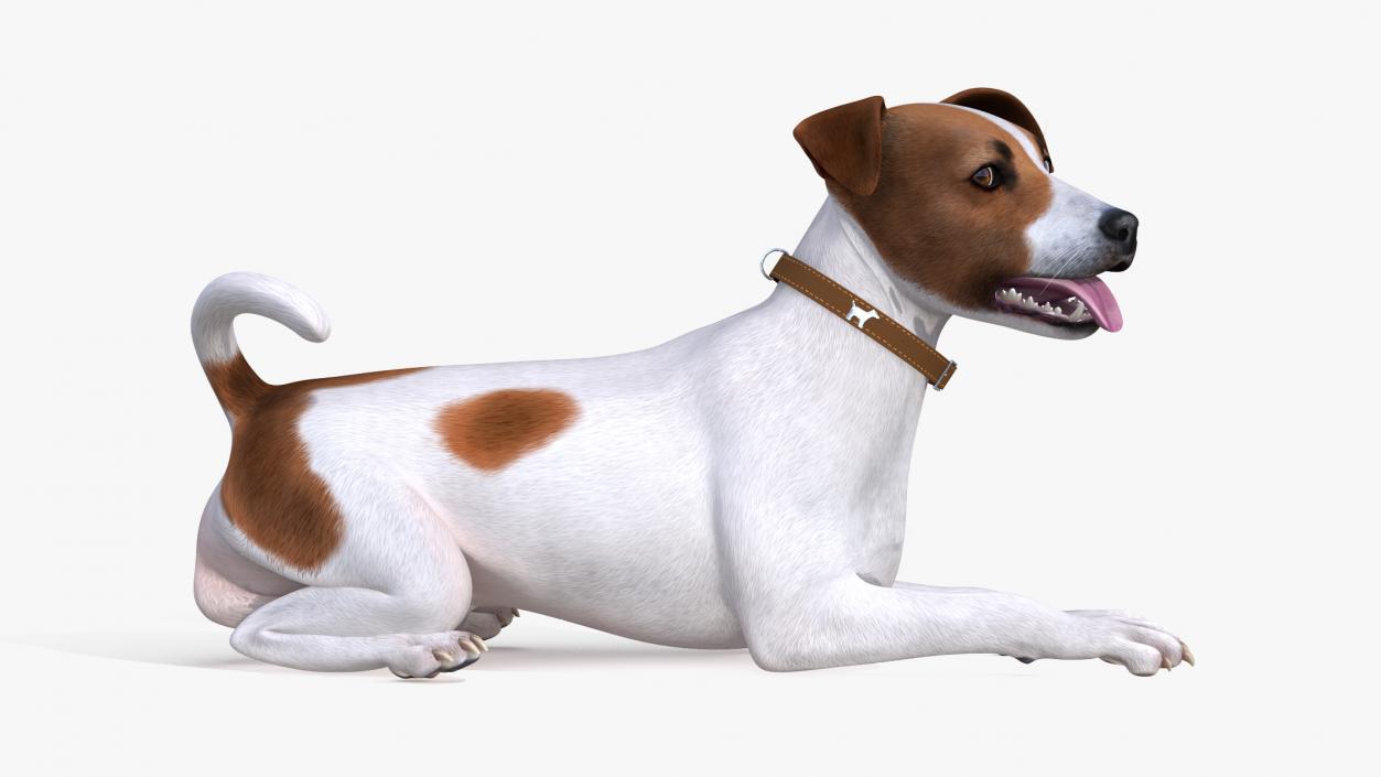 3D model Spotted Jack Russell Terrier Rigged