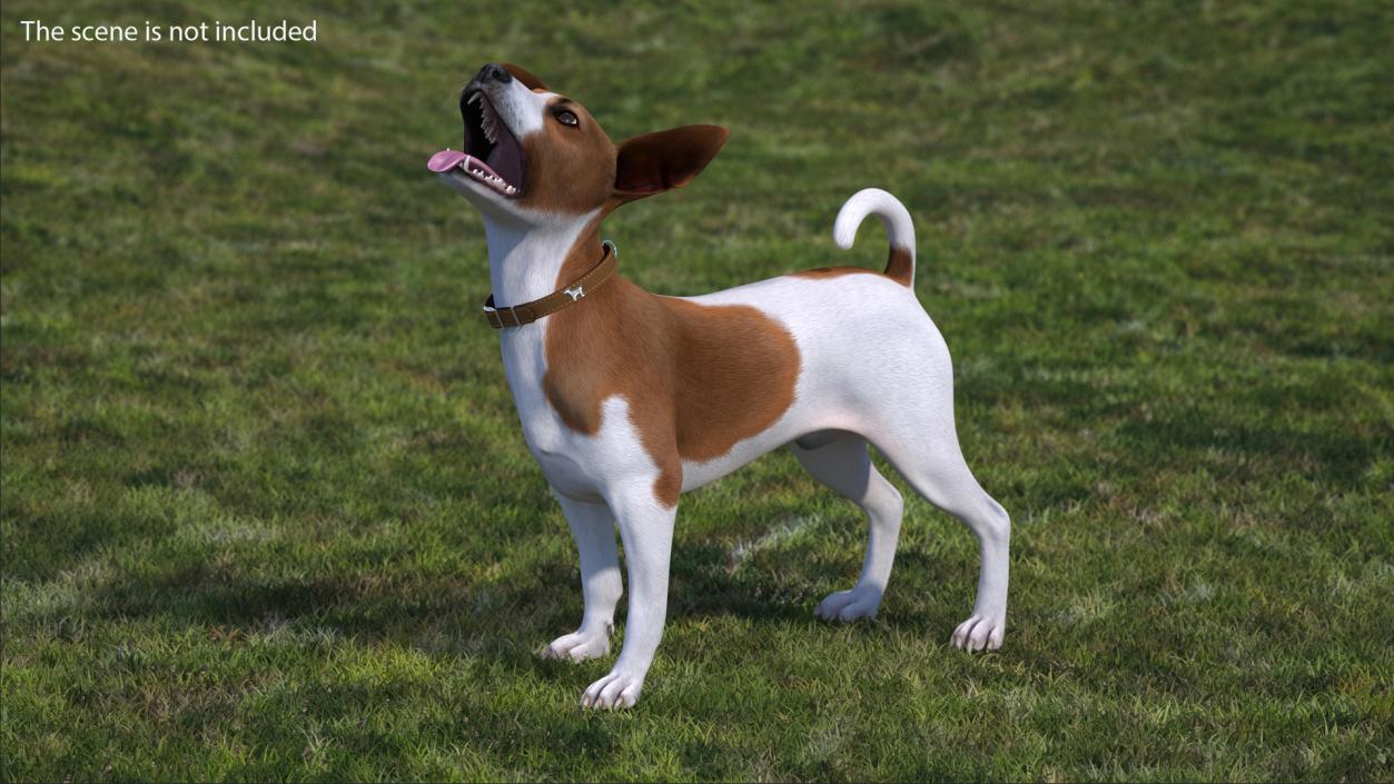 3D model Spotted Jack Russell Terrier Rigged