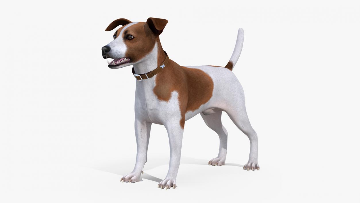 3D model Spotted Jack Russell Terrier Rigged