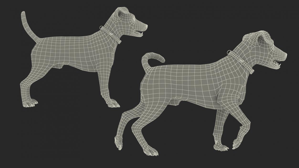 3D model Spotted Jack Russell Terrier Rigged