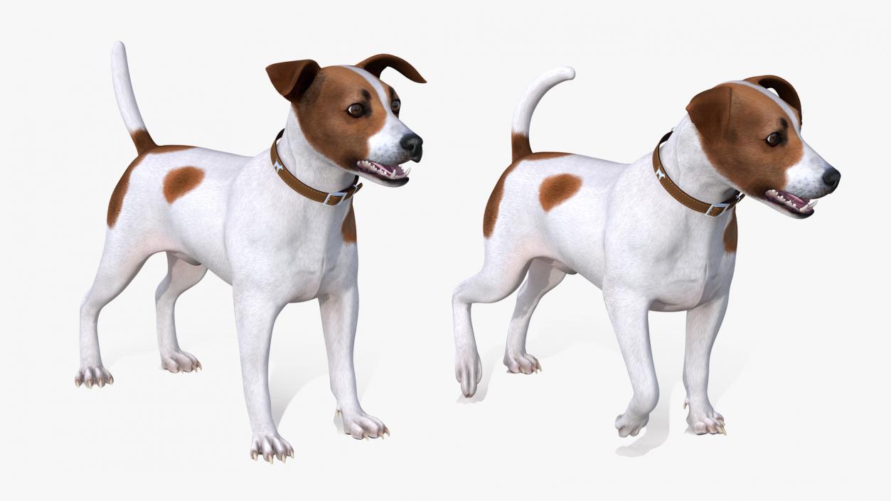 3D model Spotted Jack Russell Terrier Rigged