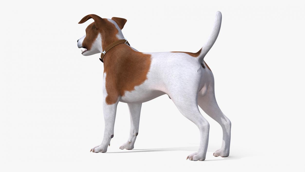 3D model Spotted Jack Russell Terrier Rigged