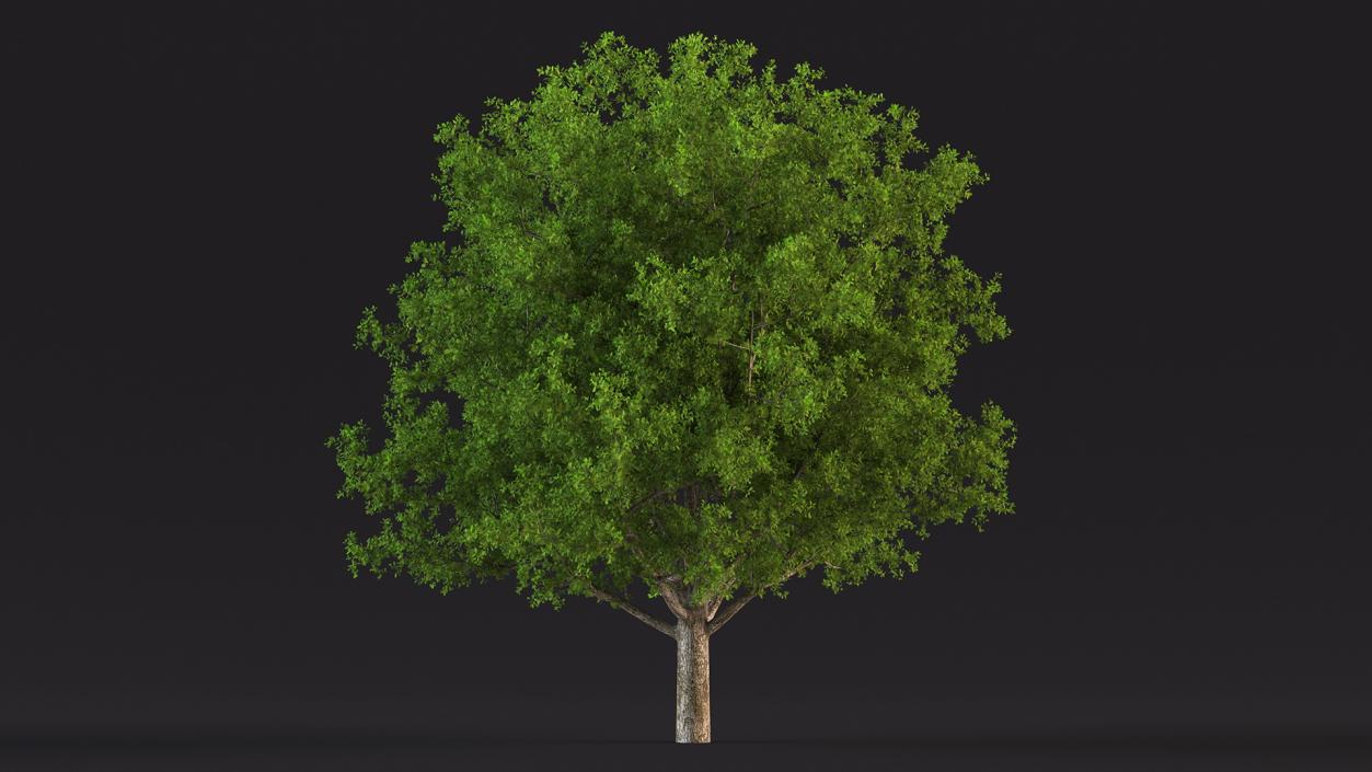 3D Realistic Oak Tree(1)