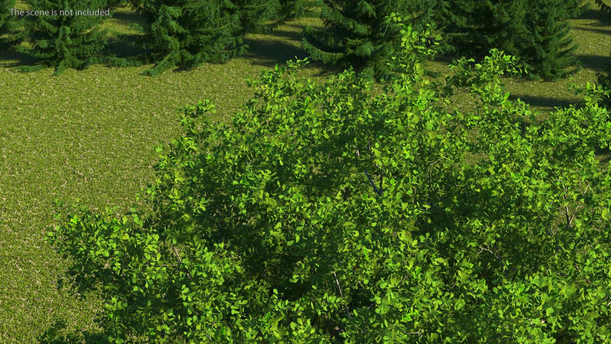 3D Realistic Oak Tree(1)