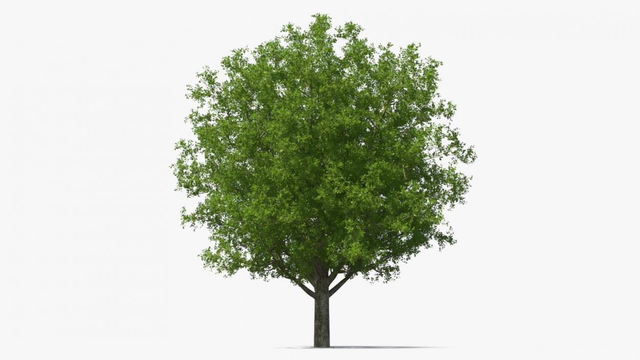 3D Realistic Oak Tree(1)