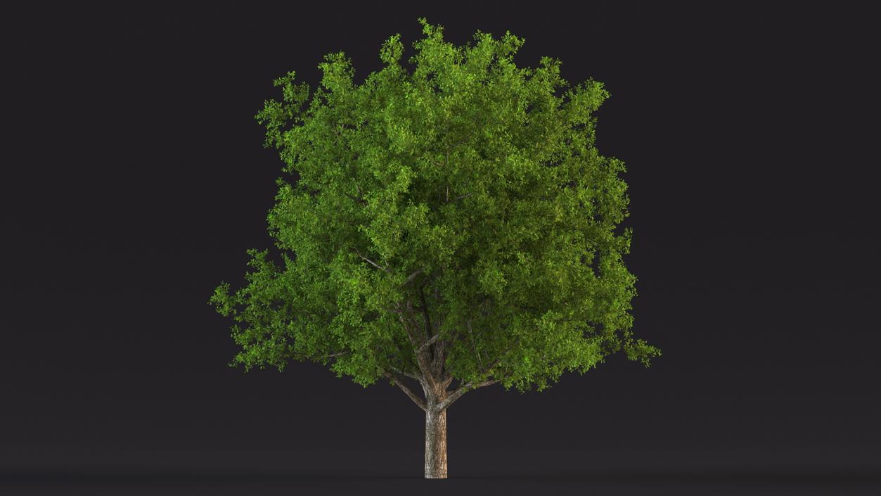 3D Realistic Oak Tree(1)