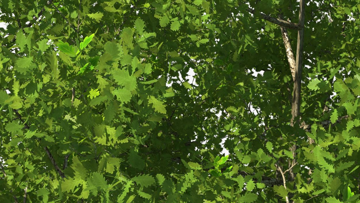 3D Realistic Oak Tree(1)