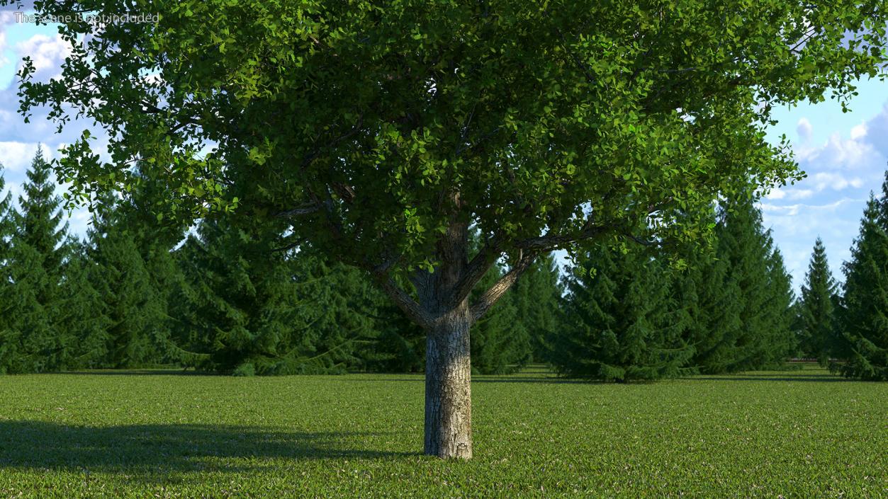 3D Realistic Oak Tree(1)