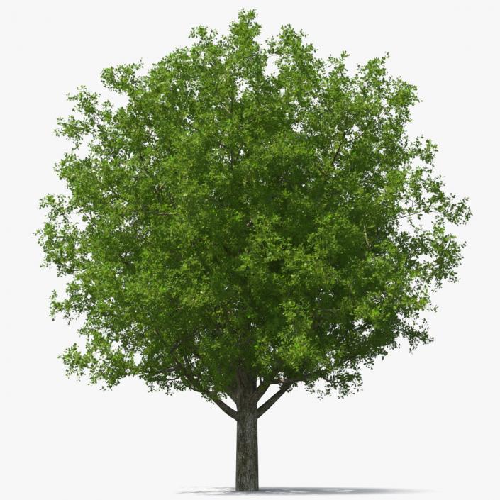 3D Realistic Oak Tree(1)