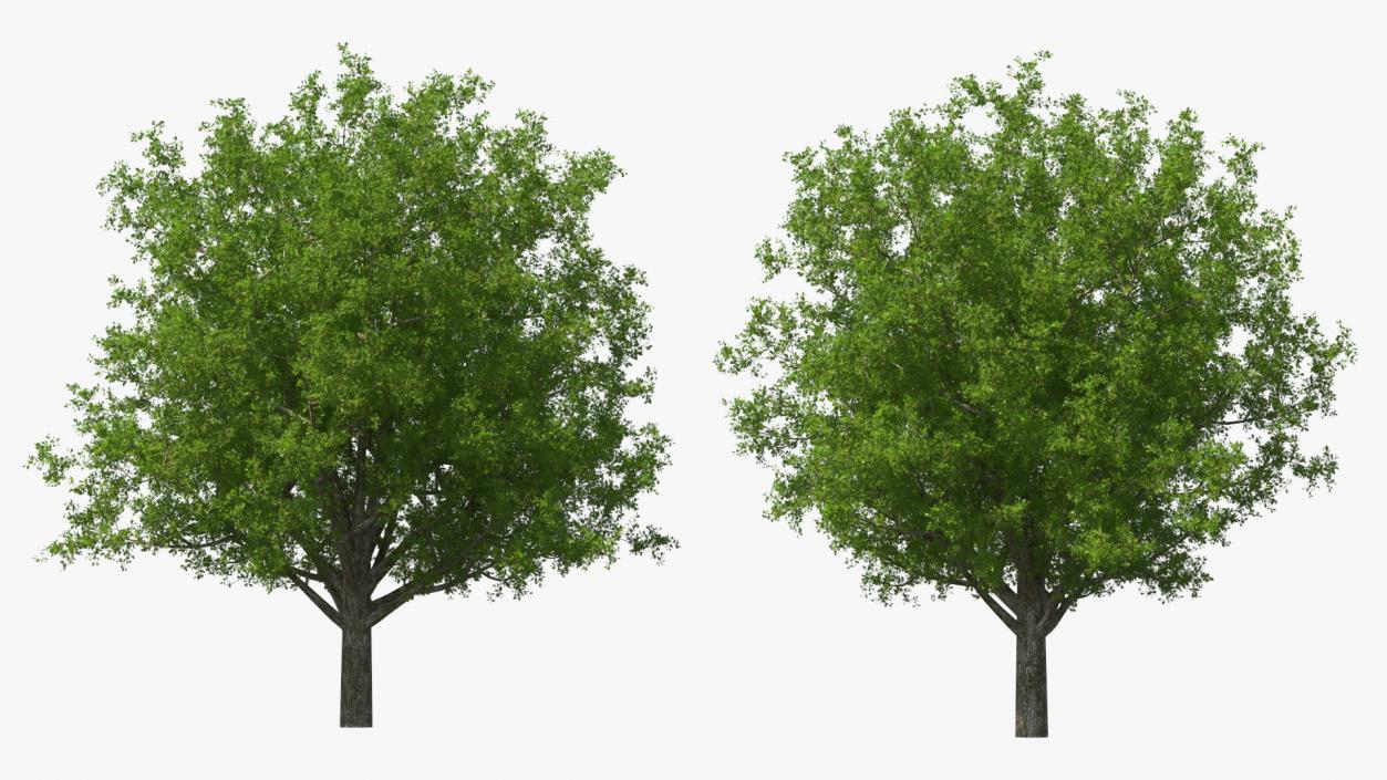 3D Realistic Oak Tree(1)