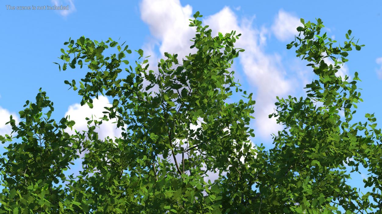 3D Realistic Oak Tree(1)