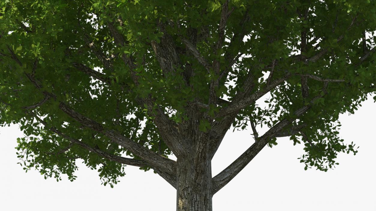 3D Realistic Oak Tree(1)