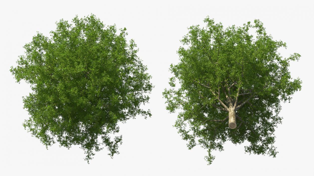 3D Realistic Oak Tree(1)