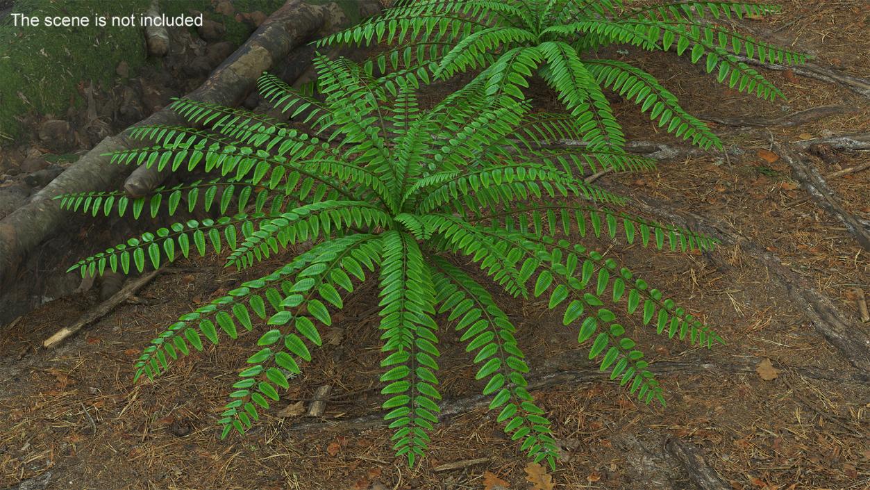 Realistic Tropical Fern Plant 3D model