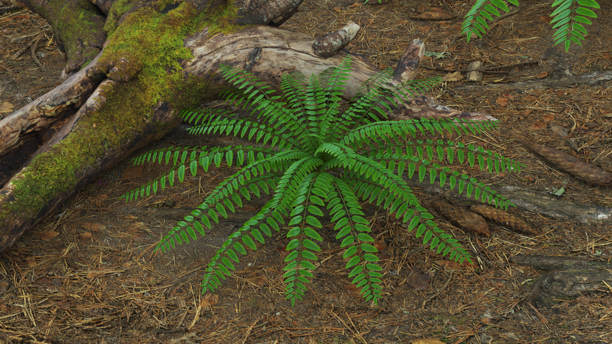 Realistic Tropical Fern Plant 3D model