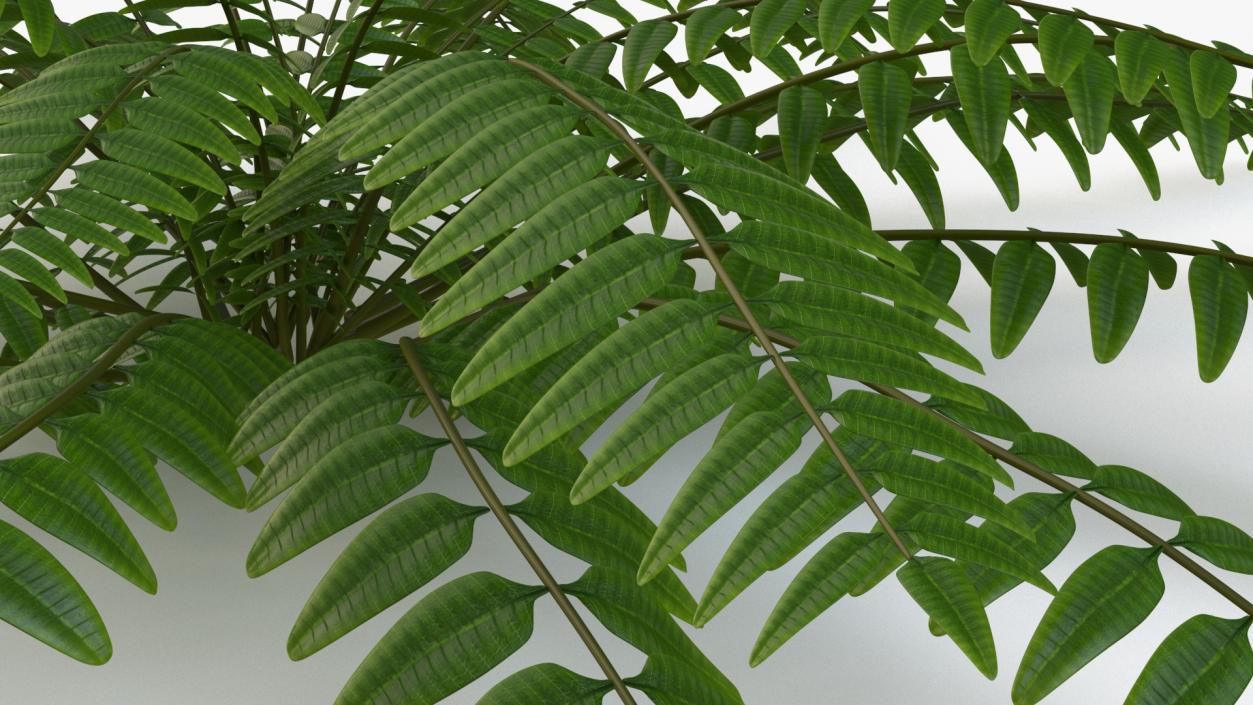 Realistic Tropical Fern Plant 3D model