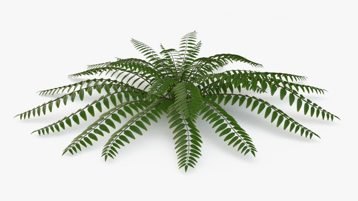 Realistic Tropical Fern Plant 3D model