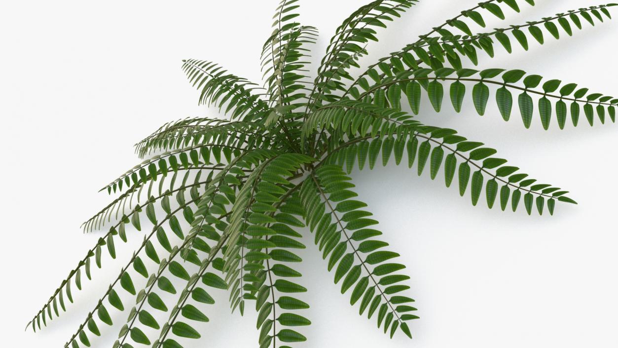 Realistic Tropical Fern Plant 3D model