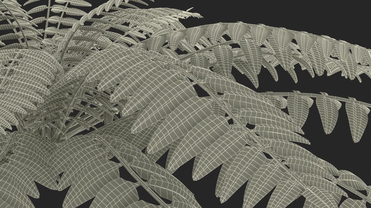 Realistic Tropical Fern Plant 3D model