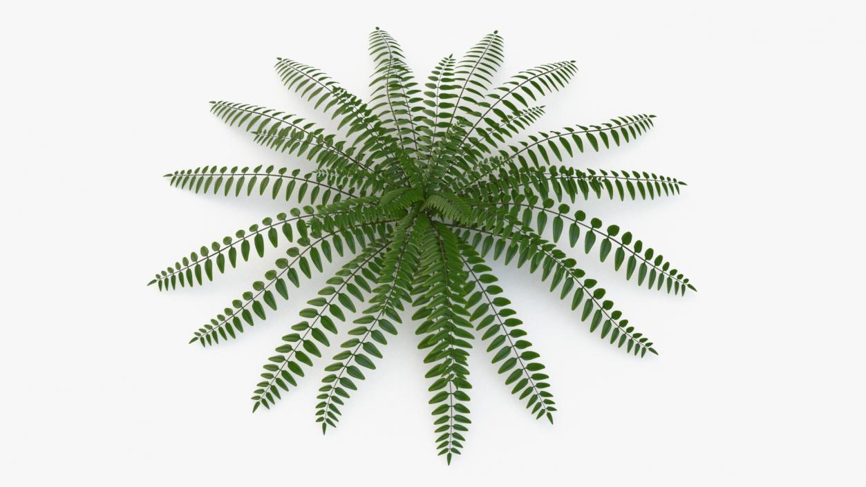 Realistic Tropical Fern Plant 3D model