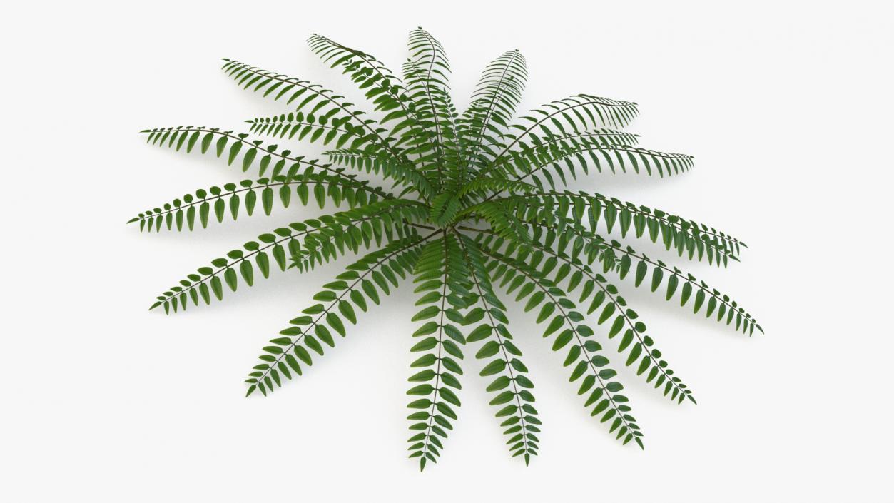 Realistic Tropical Fern Plant 3D model