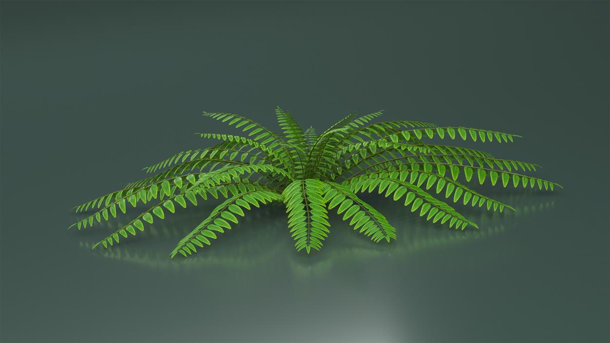 Realistic Tropical Fern Plant 3D model