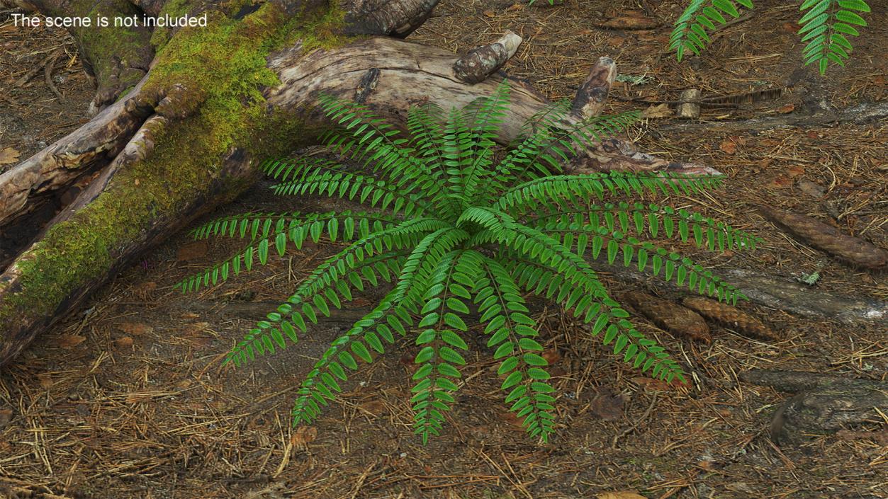 Realistic Tropical Fern Plant 3D model