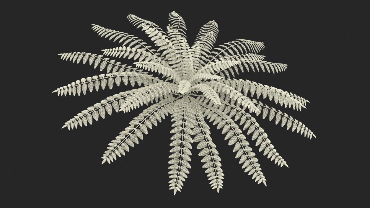 Realistic Tropical Fern Plant 3D model