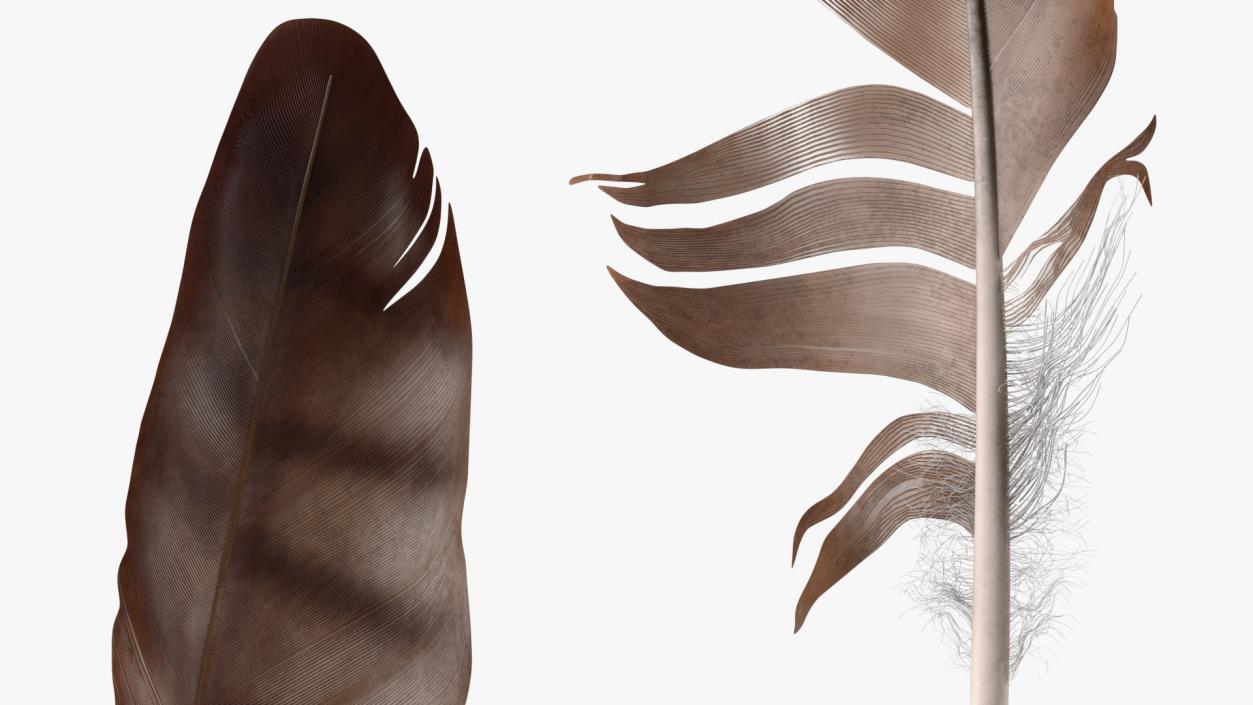 3D Eagle Feather model