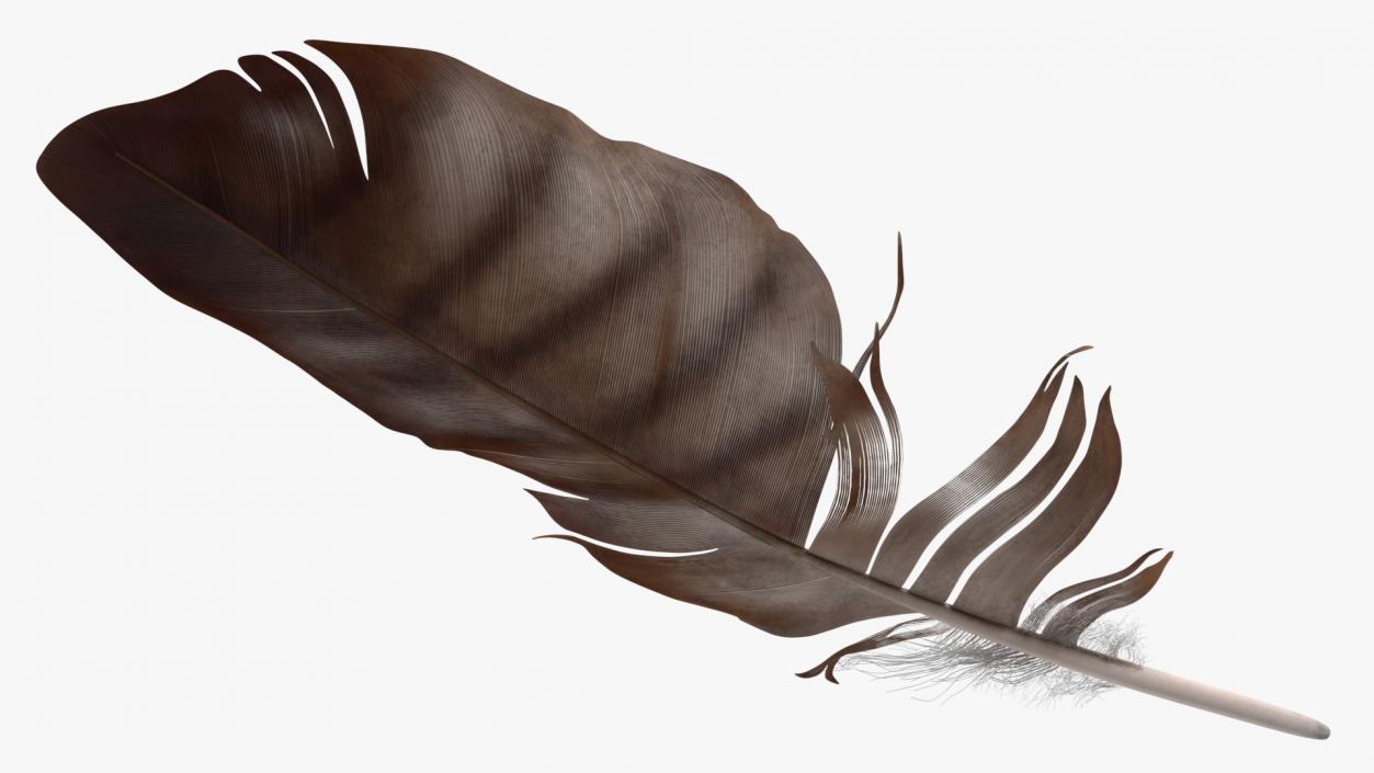 3D Eagle Feather model