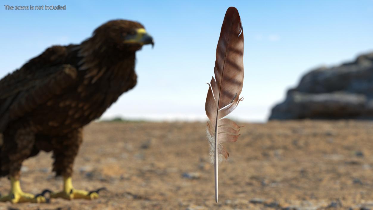 3D Eagle Feather model