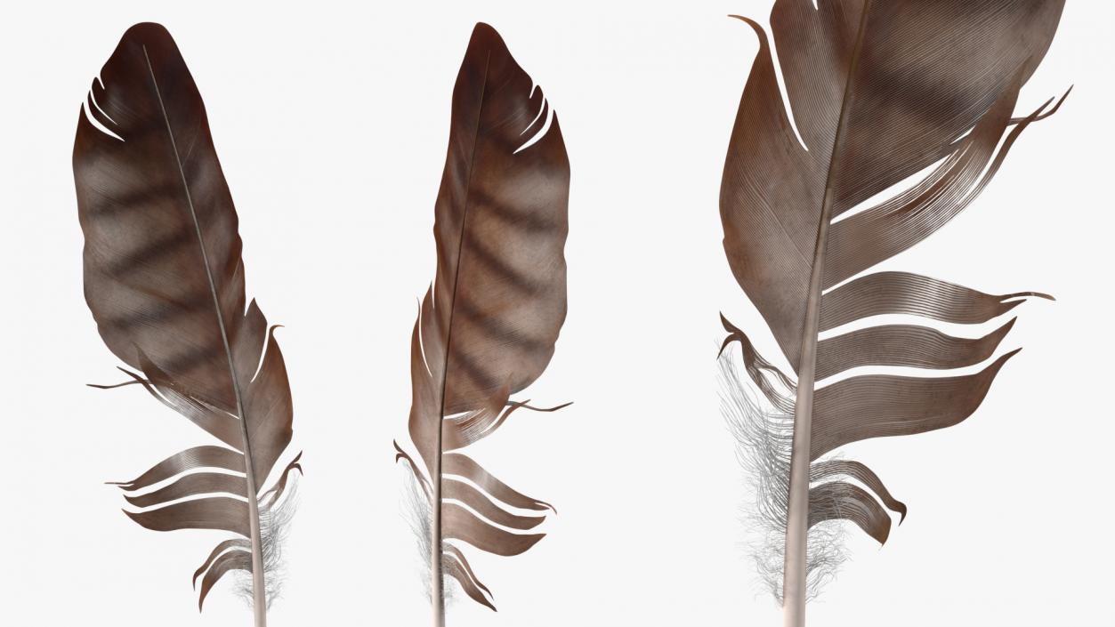 3D Eagle Feather model