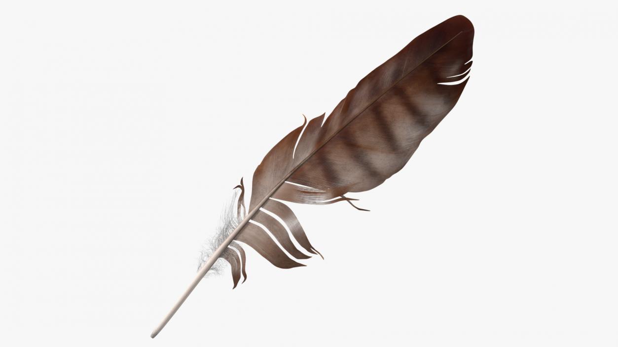 3D Eagle Feather model