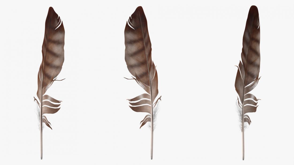 3D Eagle Feather model