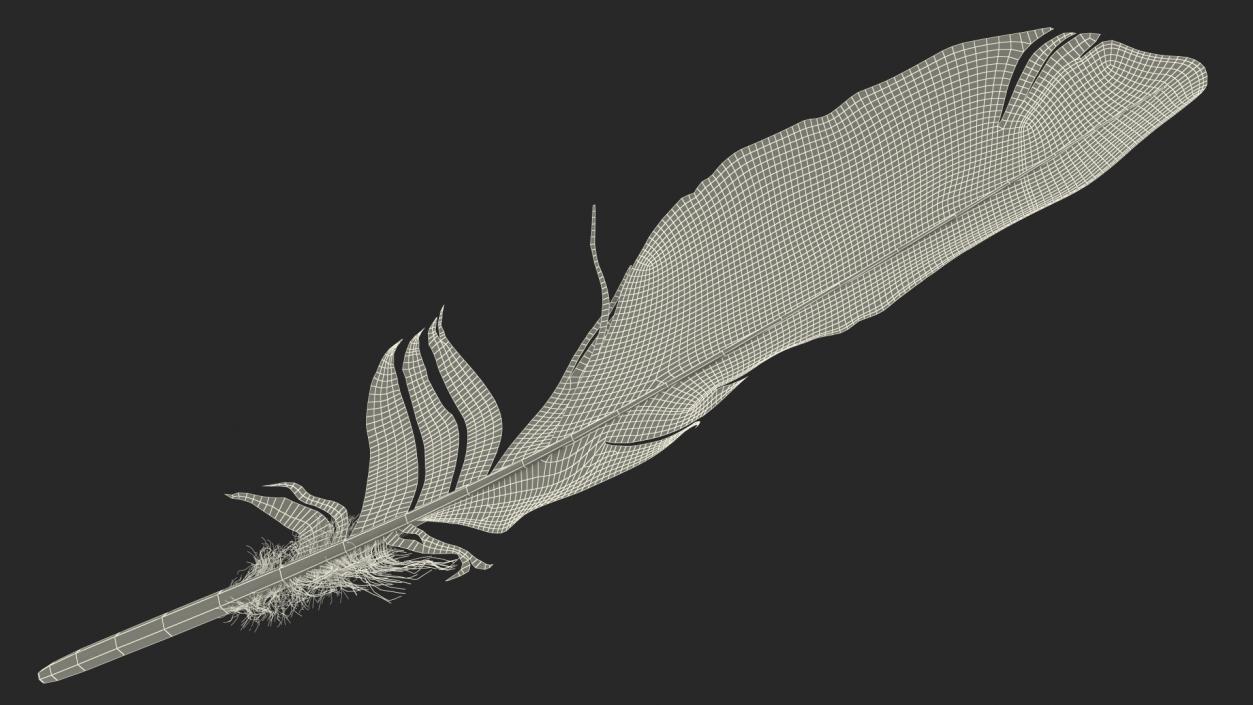 3D Eagle Feather model