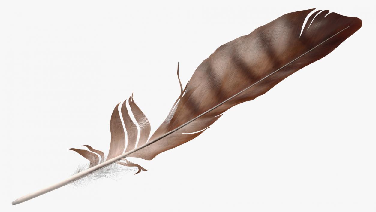 3D Eagle Feather model