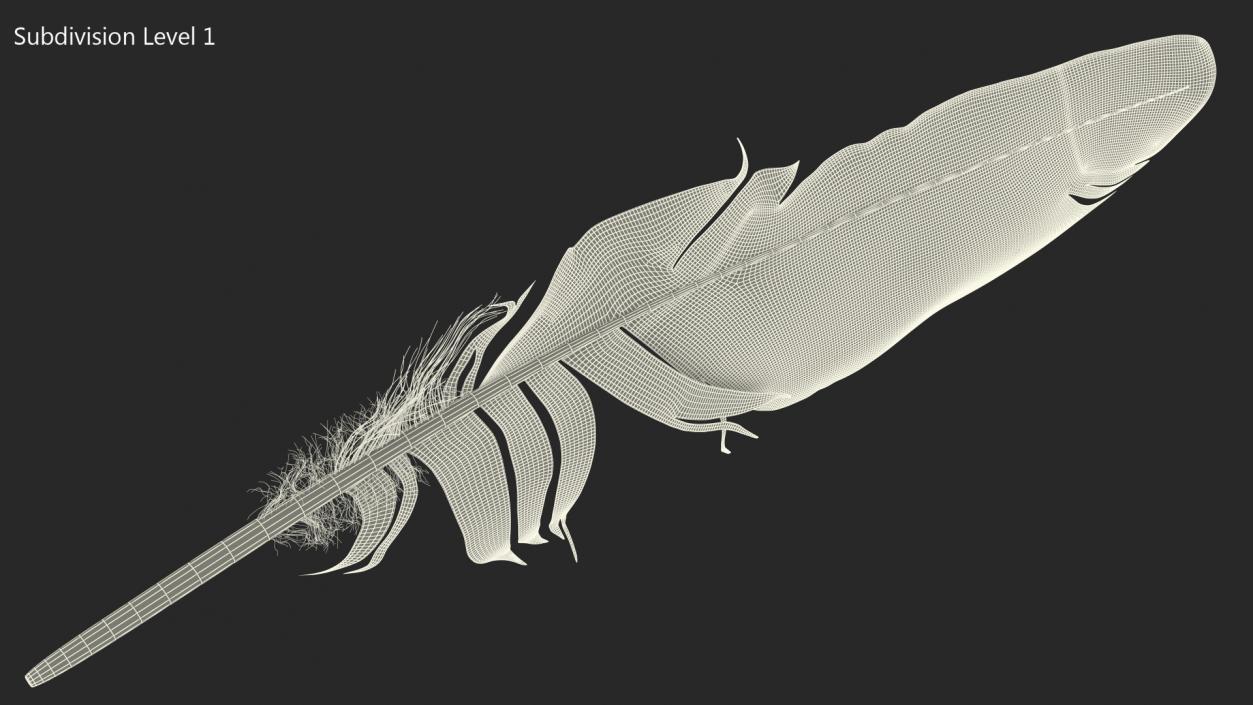 3D Eagle Feather model