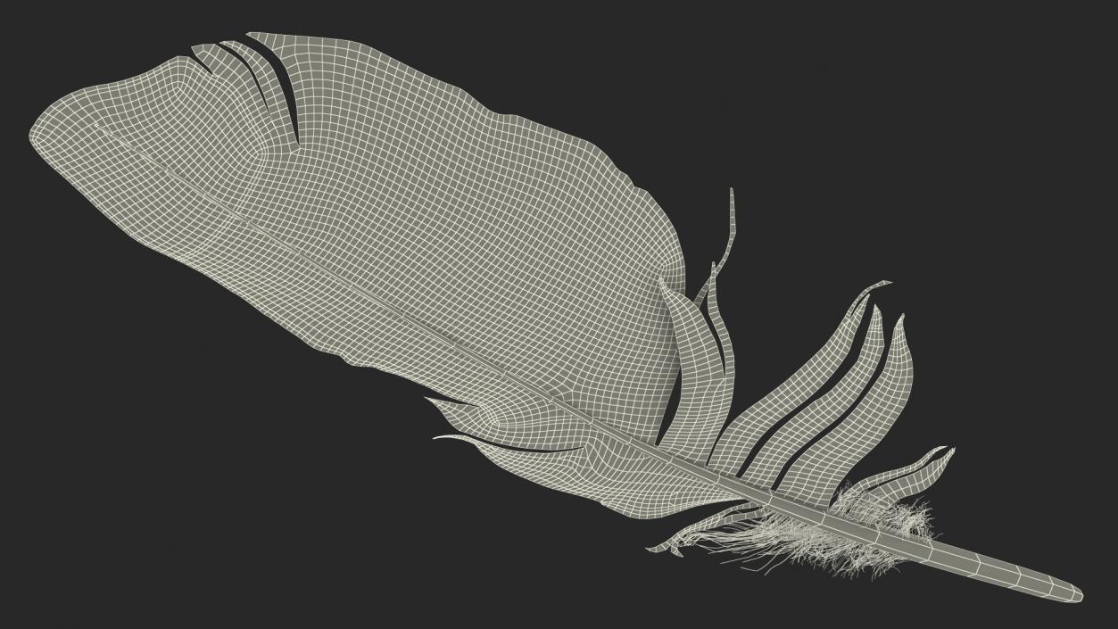 3D Eagle Feather model