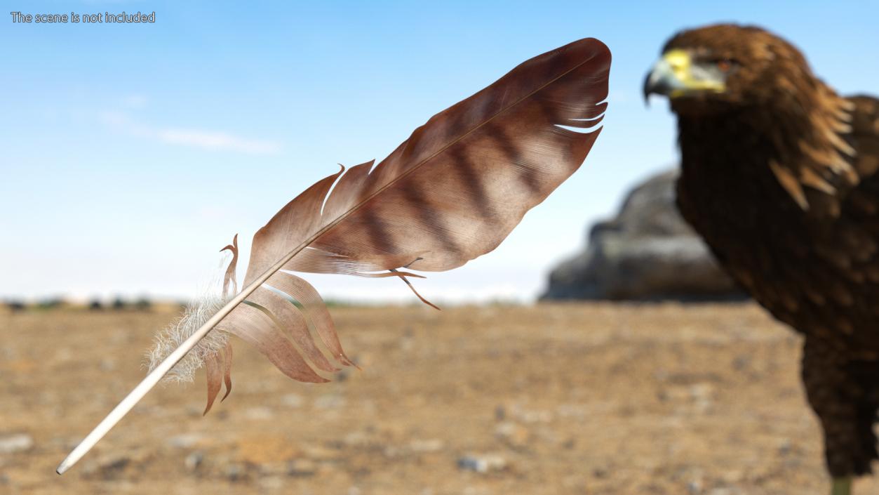 3D Eagle Feather model