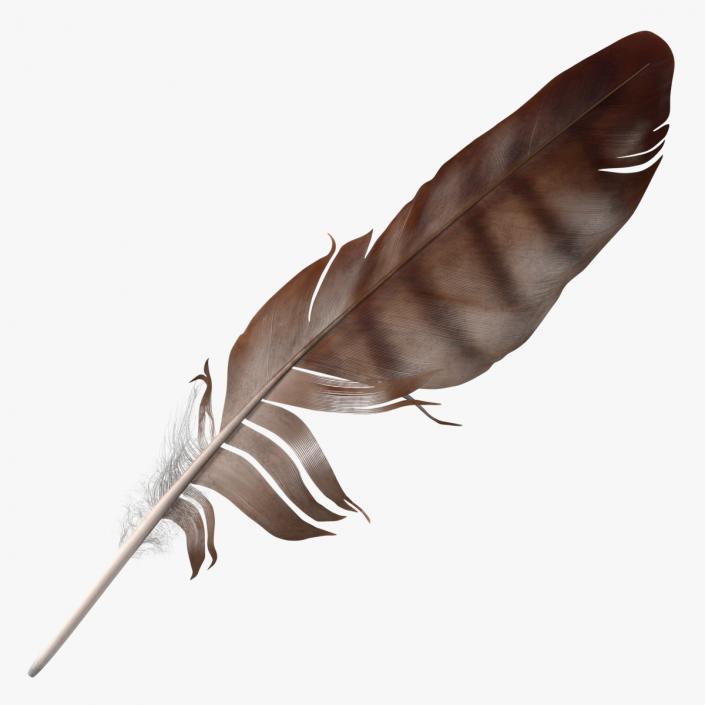 3D Eagle Feather model